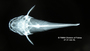 Microglanis poecilus FMNH 47365 holo dv x
